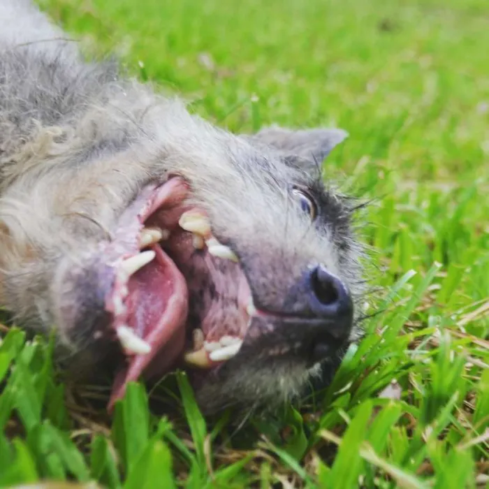 Cachorro ra a SRD idade 6 ou mais anos nome PEDRITA LINDA