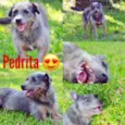 PEDRITA LINDA