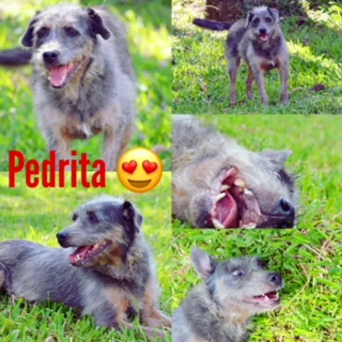 Cachorro ra a SRD idade 6 ou mais anos nome PEDRITA LINDA