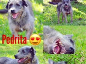 Cachorro raça SRD idade 6 ou mais anos nome PEDRITA LINDA