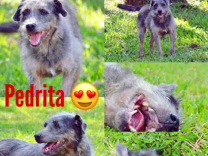 Cachorro ra a SRD idade 6 ou mais anos nome PEDRITA LINDA