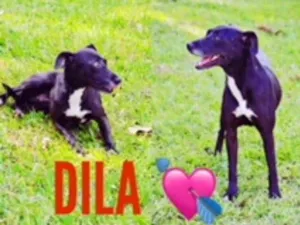 Cachorro raça SRD idade 4 anos nome DILA AMORZÃO