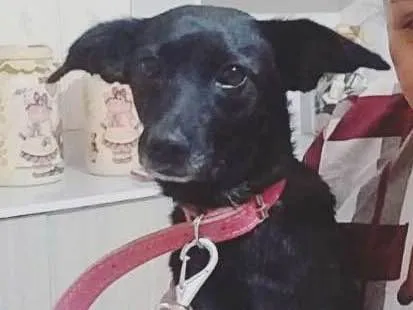 Cachorro ra a Vira lata idade 5 anos nome Preta 