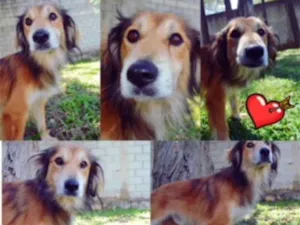 Cachorro raça SRD idade 5 anos nome WESLEY FORTE