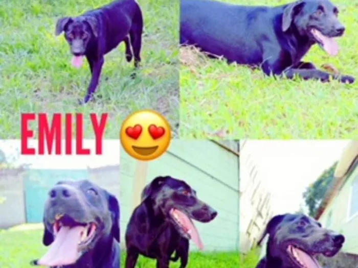Cachorro ra a SRD idade 2 anos nome EMILY