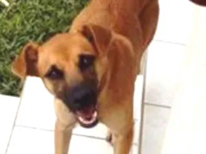 Cachorro raça Vira-lata idade 7 a 11 meses nome Lollita