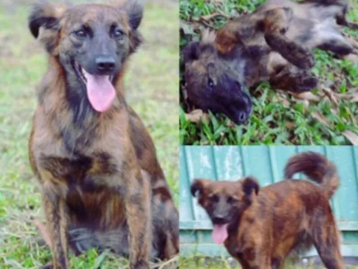 Cachorro ra a SRD idade 2 anos nome Paçoca FOFURA
