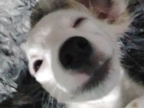 Cachorro ra a Vira-lata idade 2 a 6 meses nome Nippy