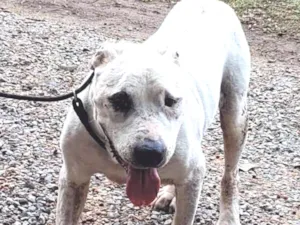 Cachorro raça PITBULL idade 6 ou mais anos nome YAGO