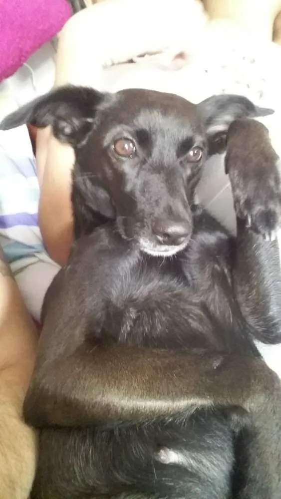 Cachorro ra a Vira lata idade 5 anos nome Preta 