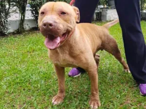 Cachorro raça PITBULL idade 4 anos nome PRINCE