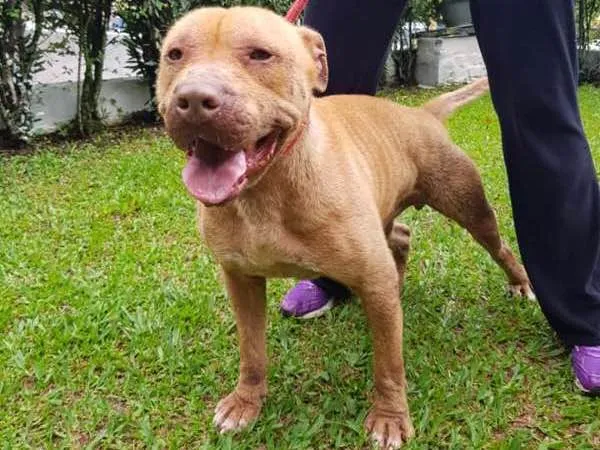 Cachorro ra a PITBULL idade 4 anos nome PRINCE