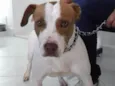 AISHA