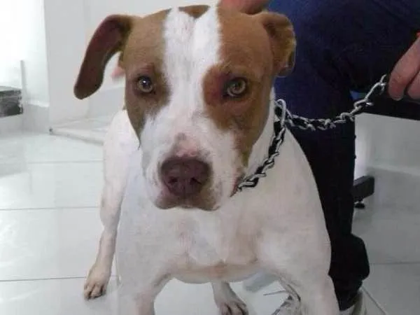 Cachorro ra a PITBULL idade 3 anos nome AISHA