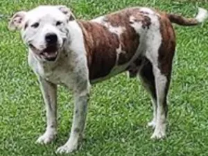 Cachorro raça PITBULL idade 5 anos nome CYBORG