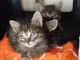 Gatinhos para adoção
