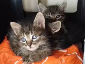 Gato raça SRD idade Abaixo de 2 meses nome Gatinhos para adoção