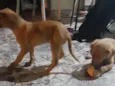 Tico e Teca
