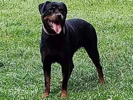 Cachorro ra a Rottweiler idade 4 anos nome CHER