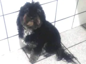 Cachorro raça Poodle idade 2 anos nome Nico