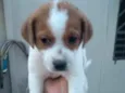 marshall