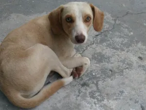 Cachorro raça SDR idade 4 anos nome Não sei o nome