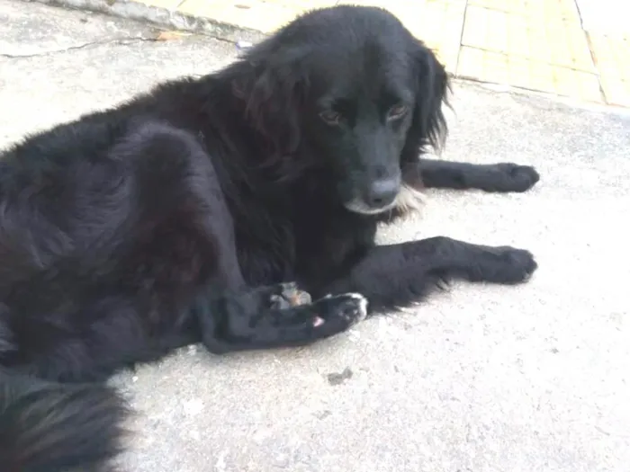 Cachorro ra a SDR idade 4 anos nome Não sei o nome