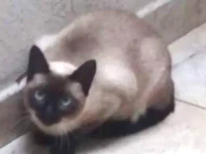 Gato raça Siames idade 1 ano nome INTRUSA