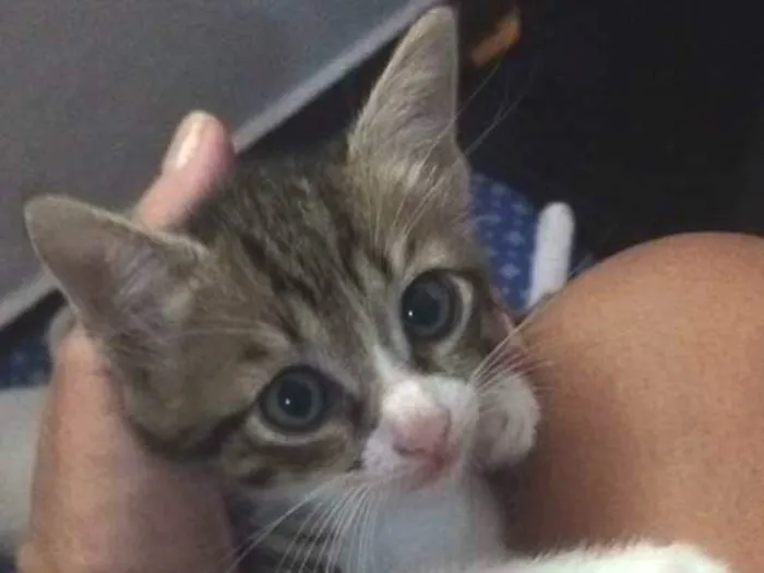 Gato ra a Vira lata idade Abaixo de 2 meses nome Bono