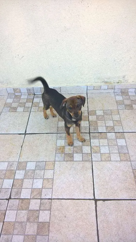Cachorro ra a sem raça definida idade 2 a 6 meses nome Lilica
