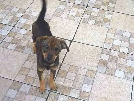 Cachorro ra a sem raça definida idade 2 a 6 meses nome Lilica