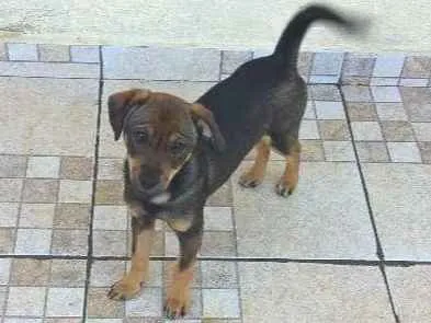 Cachorro ra a sem raça definida idade 2 a 6 meses nome Lilica