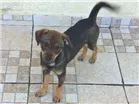 Cachorro raça sem raça definida idade 2 a 6 meses nome Lilica