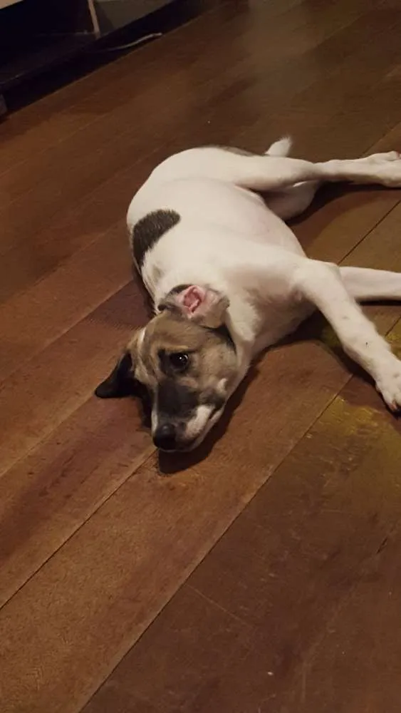 Cachorro ra a Srd idade 2 a 6 meses nome Belinha