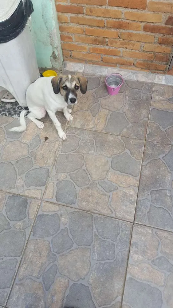 Cachorro ra a Srd idade 2 a 6 meses nome Belinha