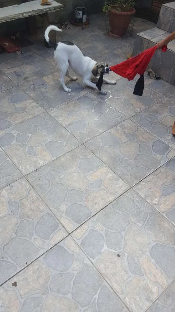 Cachorro ra a Srd idade 2 a 6 meses nome Belinha