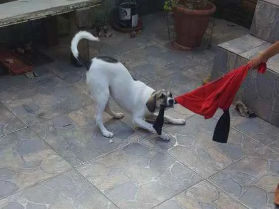 Cachorro ra a Srd idade 2 a 6 meses nome Belinha