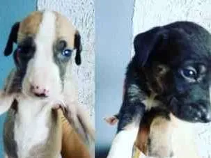 Cachorro ra a Sem raça definida idade Abaixo de 2 meses nome Não possui