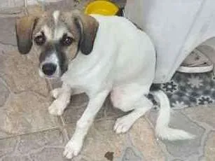 Cachorro ra a Srd idade 2 a 6 meses nome Belinha