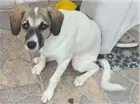 Cachorro raça Srd idade 2 a 6 meses nome Belinha