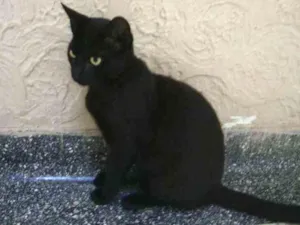 Gato raça  idade 2 a 6 meses nome Spike