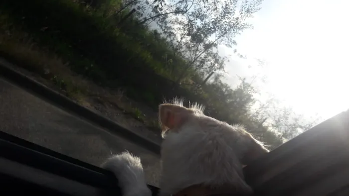 Cachorro ra a Srd idade 7 a 11 meses nome Lola