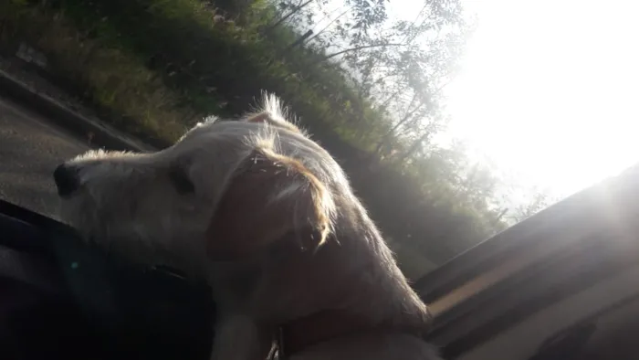Cachorro ra a Srd idade 7 a 11 meses nome Lola