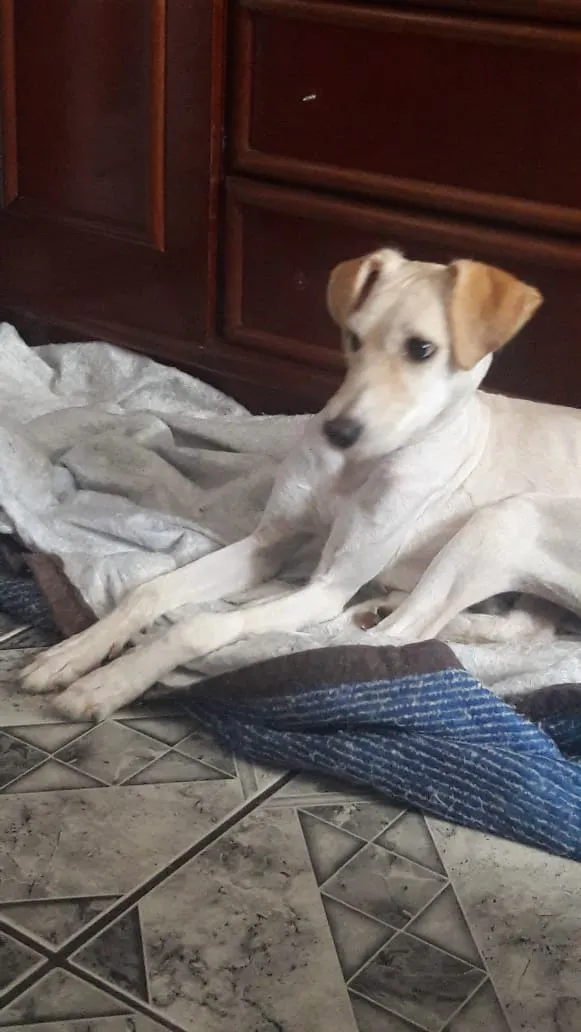 Cachorro ra a Srd idade 7 a 11 meses nome Lola