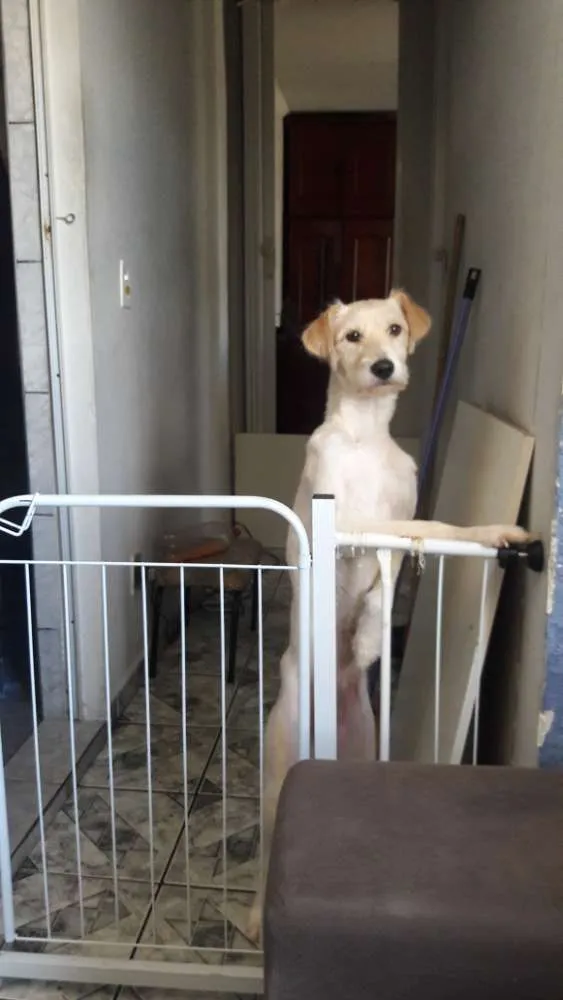 Cachorro ra a Srd idade 7 a 11 meses nome Lola