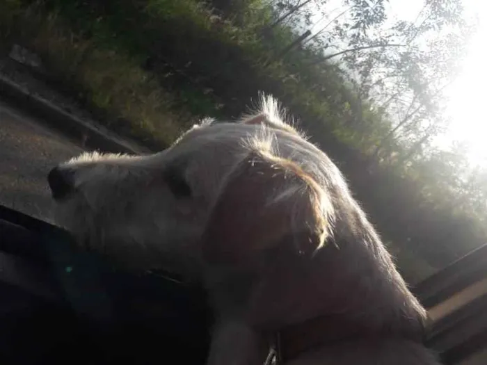 Cachorro ra a Srd idade 7 a 11 meses nome Lola