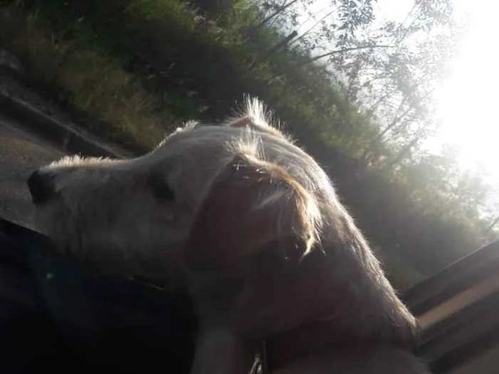 Cachorro ra a Srd idade 7 a 11 meses nome Lola