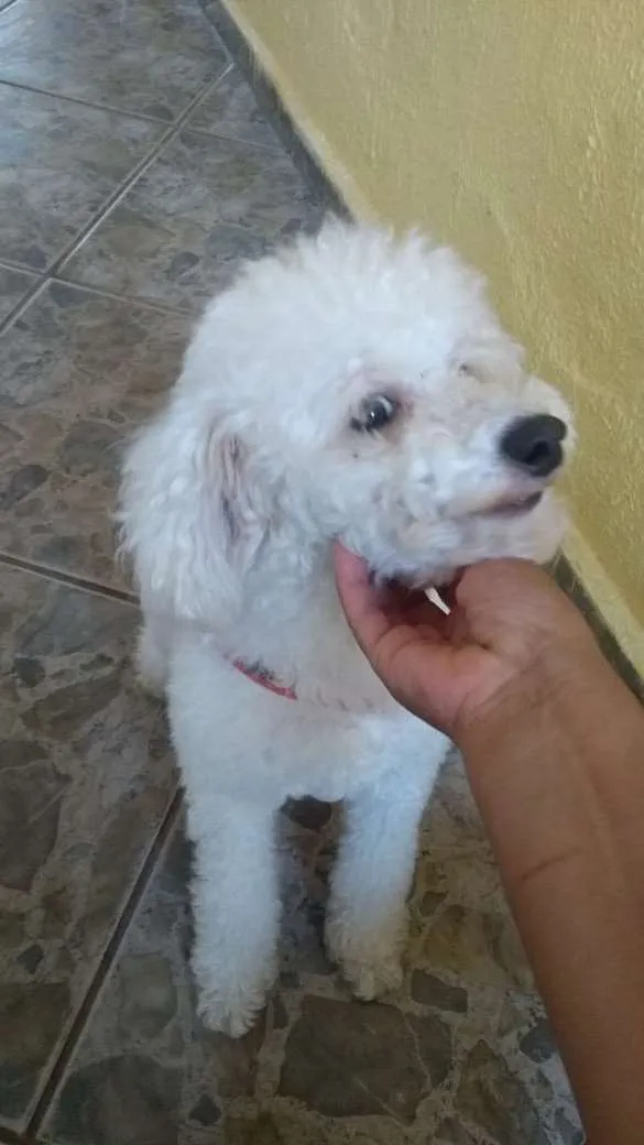 Cachorro ra a Poodle idade 5 anos nome Kenay
