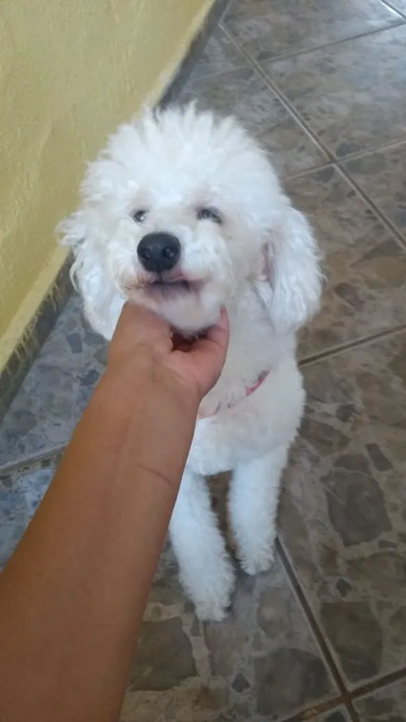 Cachorro ra a Poodle idade 5 anos nome Kenay