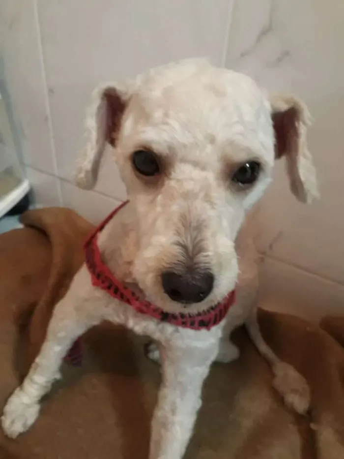 Cachorro ra a Poodle idade 4 anos nome Sem nome